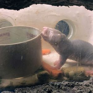 EcoCenter - Naked Molerat