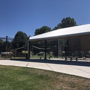 DeBrazza's Monkey exhibit
