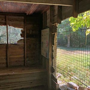 Red Kangaroo yard viewing