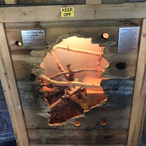 Islands of Life - Prehensile-tailed Skink exhibit