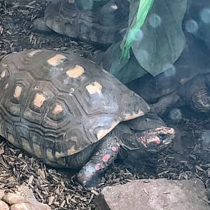 Red-footed Tortoise
