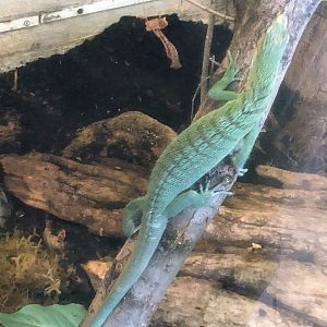 Emerald Tree Monitor