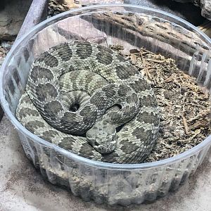 Prairie Rattlesnake
