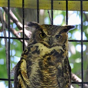 Great Horned Owl