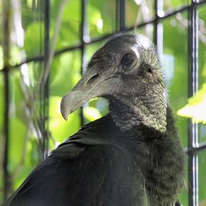Black Vulture
