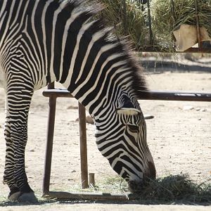 Grevy's Zebra