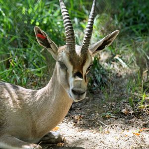 Speke's Gazelle