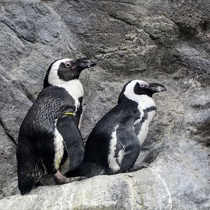 African Penguin
