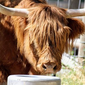Scotch Highland Cattle