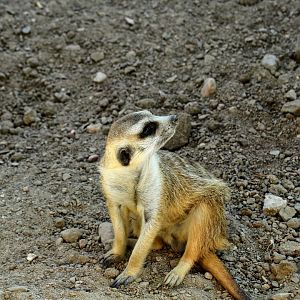 Meerkat