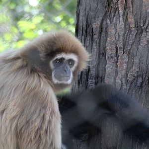 White-handed Gibbon