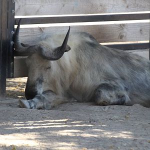 Sichuan Takin