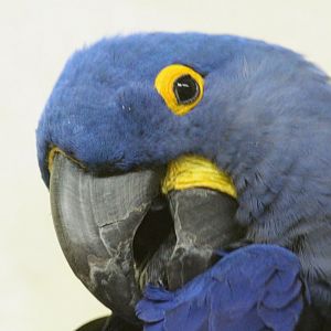 Hyacinth Macaw