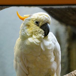 Citron-crested Cockatoo