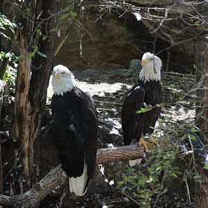 Bald Eagles