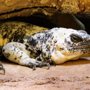 San Esteban Island Chuckwalla