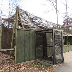 Trumpeter Hornbill Aviary