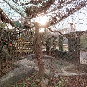 Trumpeter Hornbill Aviary