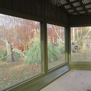 Javan Gibbon Viewing Window