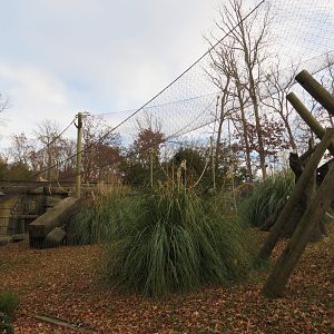Javan Gibbon Exhibit