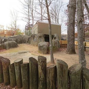Aldabra Tortoise Yard