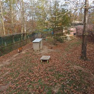 Maned Wolf/Giant Anteater Yard