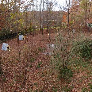 Maned Wolf/Giant Anteater Yard