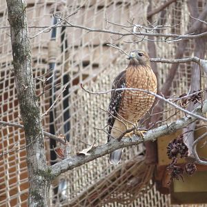 Red-shouldered Hawk (Wild)