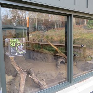 Black-footed Cat Indoor Enclosure
