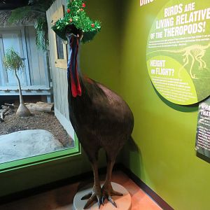 Cassowary with Festive Christmas Hat