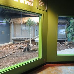 Komodo Dragon Indoor Exhibit