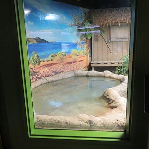 Komodo Dragon Indoor Pool