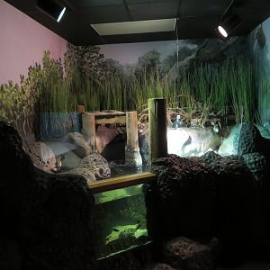 Diamondback Terrapin/Mummichog Tank