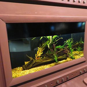 Tentacled Snake Tank