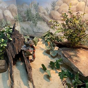 Sinaloan Milk Snake Exhibit