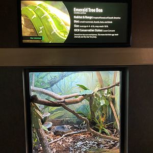 Emerald Tree Boa Exhibit