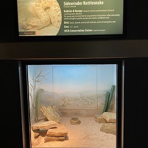 Sidewinder Rattlesnake Exhibit
