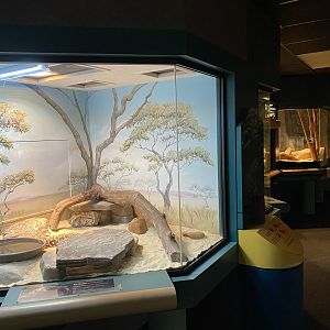 Gila Monster Exhibit