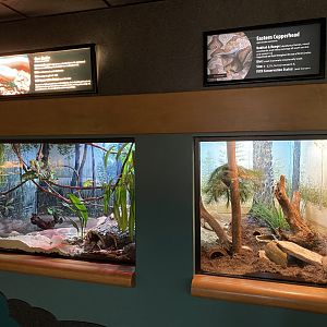 Native Snake Exhibits