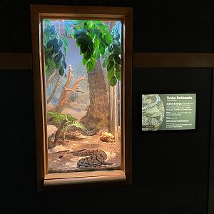 Timber Rattlesnake Exhibit