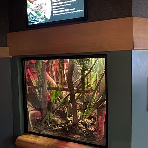Henkel's Leaf-tailed Gecko Exhibit