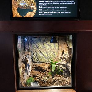 Tiger Salamander Exhibit