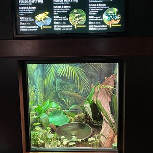 Poison Dart Frog Exhibit