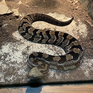 Timber Rattlesnake