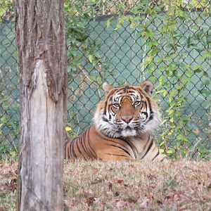 Sumatran Tiger