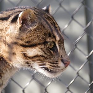 Fishing Cat