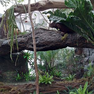 Pygmy Marmoset Enclosure