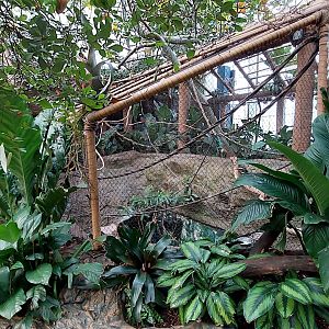 Many-Banded Aracari enclosure- Toucan Encounter