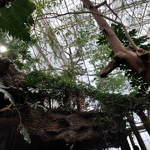 Howler Heights- Columbian Red Howler Monkey Exhibit