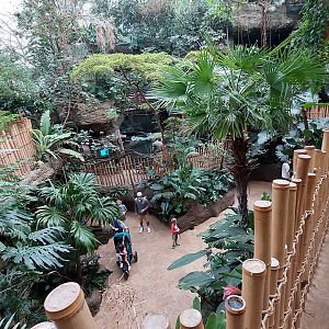 Orinoco Rainforest Overview